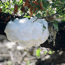 Foam Nest Tree Frog Nest by Science Photo Library