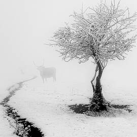 Fog And The Lonely Tree by Vio Oprea