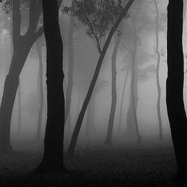 Foggy Forest by Raju Khan