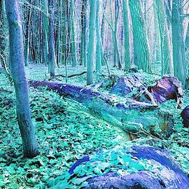 Forest Tale #19 by Slawek Aniol