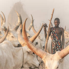 Framed Mundari Herder by Trevor Cole