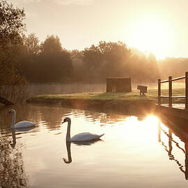 France, Pays De La Loire, Small Lake With Swan