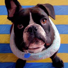 Frenchie Beau by Robert Mcclintock