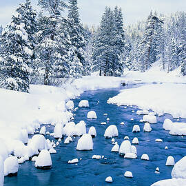 Fresh Winter Snow Covers Forest With by Ron thomas