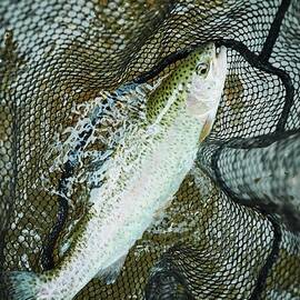 Freshly Caught Trout In Net by Greg Rannells