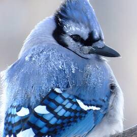 Frosted Jay  by Lori Frisch