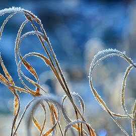 Frozen Grass by Bodo Balzer
