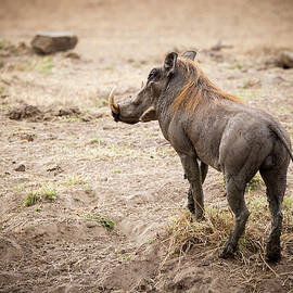 Full Length Of Warthog Standing On Field At Selous Game Reserve by Cavan Images