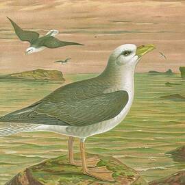 Fulmarus Glacialis, Eis-movensturmvogel by Johann Friedrich Naumann