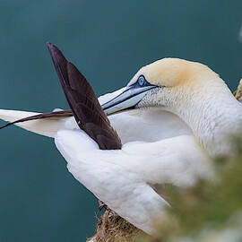 Gannet preening at Bempton Cliffs by Anita Nicholson