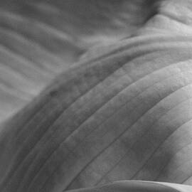 Gathered in the Folds by Christi Kraft