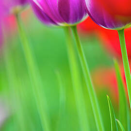 Germany, Tulips Tulipa, Close-up by Westend61