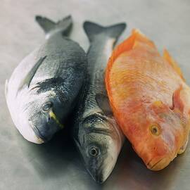 Gilt Head Seabream, Sea Bass And Tilapia by Myles New