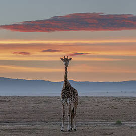 Giraffe At Masai Mara Sunrise Time by Sheila Xu