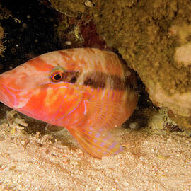 Goatfish by Giordano Cipriani