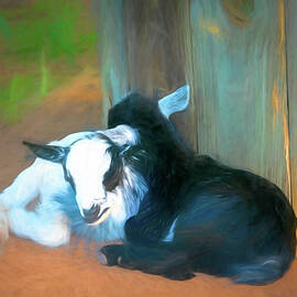 Goats in Chalk