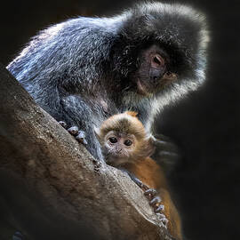 Gold Monkey by Antonyus Bunjamin (abe)