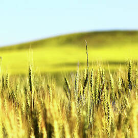 Golden Wheat by Photos By By Deb Alperin