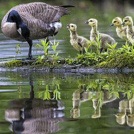 Goose Family Reflection by Mircea Costina
