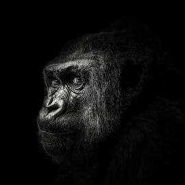 Gorilla by Christian Meermann
