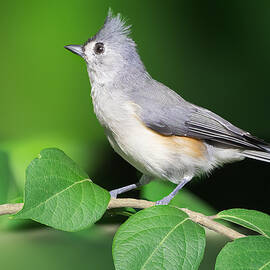 Graceful Crest: Tufted Titmouse by Robert Zhang