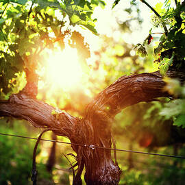Grape Vine And Trunk In Late Spring by Ryanjlane