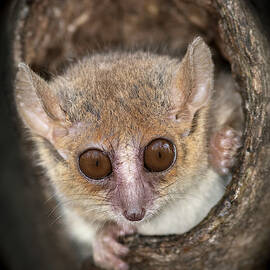 Gray Mouse Lemur by Tony Camacho