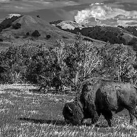 Grazing Bison by Eric Albright
