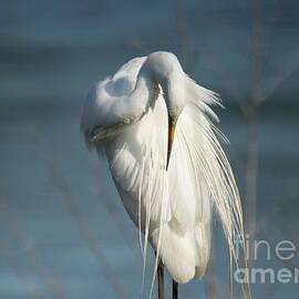 Great Egret by Nando Lardi