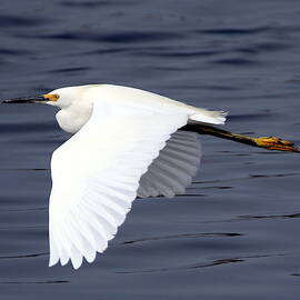 Great Egret in Flight  by Rob Wallace Images