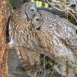Great Grey Owl Pair Allopreening In Conifer Tree