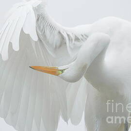 Great White Egret - Postcard by Paulette Thomas