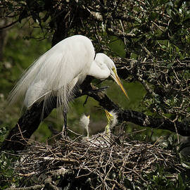 Great White Egret With Chicks In Nest by Melinda Moore