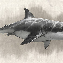Great White Shark Drawing by Steve Goad