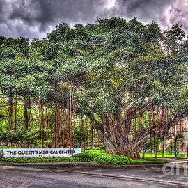 Honolulu HI Greater Love The Queens Medical Center Landscape Architectural Art by Reid Callaway