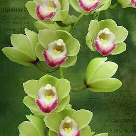 Green and Pink Orchid 2