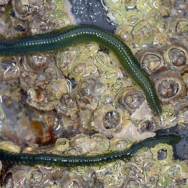 Green-leaf Worm Scavenging On Rocks Encrusted With