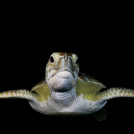 Green Sea Turtle At Night, Portrait. The by Shane Gross / Naturepl.com
