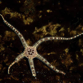 Grey Brittle Star With Limbs In Various Stages Of