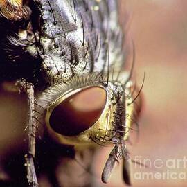Grey Striped Fly Portrait       Microphotography              Minnesota by Rory Cubel
