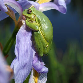 Grey Tree-Frog on Blue Flag Iris by James Peterson
