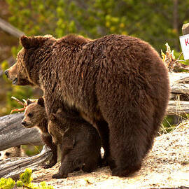 Grizzly COYs Waiting For Direction by Adam Jewell