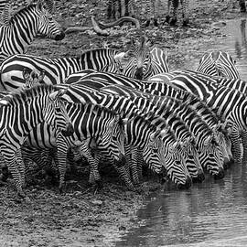 Group Drinking by Donnahom