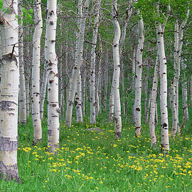 Grove Of Aspen Trees, With White Bark by Mint Images - David Schultz