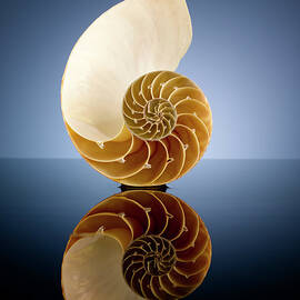 Half A Nautilus Shell In A Pool Of Water by Chris Stein