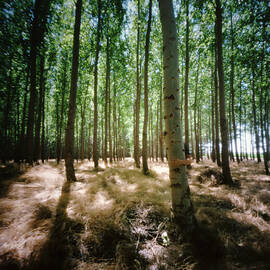 Hands Hugging Tree In Poplar Forest by Danielle D. Hughson