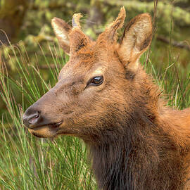 Handsome Youngster 0949 by Kristina Rinell