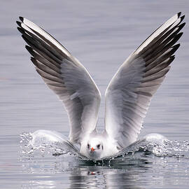 Happy Landing by Susanne Landolt