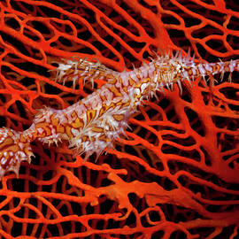 Harlequin Ghost Pipefish by Andrew Stewart