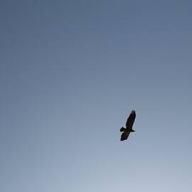 Hawk Flying High In Blue Sky by Barry Duncan